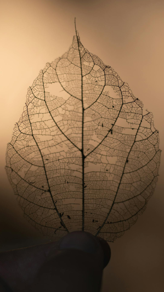 leaf 1