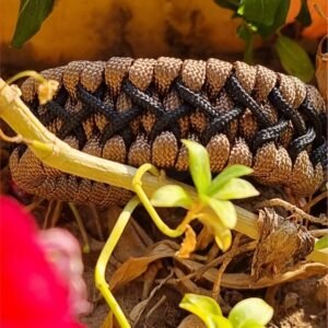 handmade paracord bracelet with black shackle in brown and black paracord